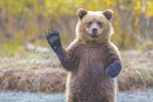 u0412 u041bu0435u043du043eu0431u043bu0430u0441u0442u0438 u043cu0443u0436u0447u0438u043du0430 u0437u0430u0432u0435u043b u0441u0435u0431u0435 u043cu0435u0434u0432u0435u0434u044f u0432u043cu0435u0441u0442u043e u0441u043eu0431u0430u043au0438