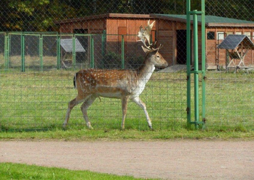 Ораниенбаум сохранил для нас настоящее наследние истории. Дворцово-парковый ансамбль этого города манит туристов и каждый день сюда приезжают сотни и тысячи туристов, чтобы посмотреть на красоту, оставленную особами голубых кровей.