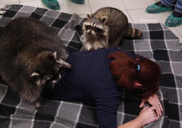 В городе на Неве есть прекрасное место, где живут милые добрые еноты, любящие мыть все, что попадет лапки и желающие новых знакомств.&nbsp;Еноты из «Енотовиля» знамениты своей наглостью и поэтому ждут вас для общения и веселья.&nbsp;