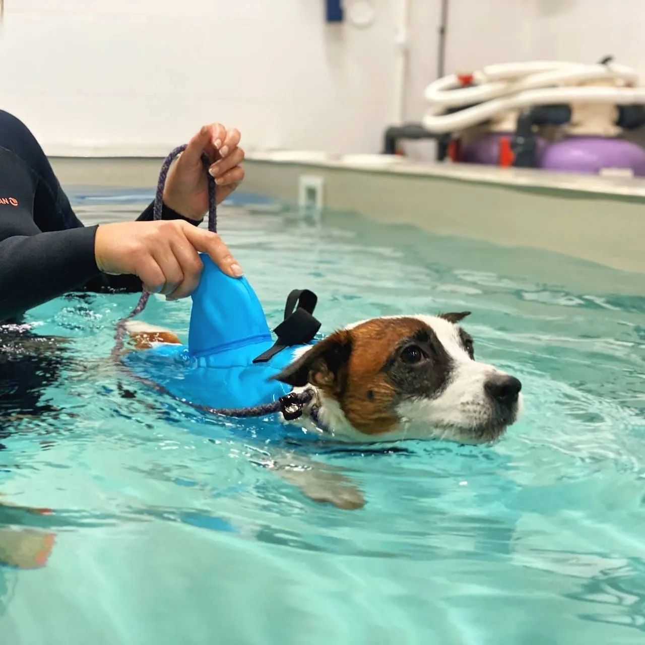 Dog in Water — СПА для животных в Санкт-Петербурге