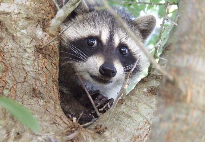 u0415u043du043eu0442u0438u0445u0430 u0411u043eu043du043du0438 u043eu0442u043cu0435u0447u0430u0435u0442 u0414u0435u043du044c u0440u043eu0436u0434u0435u043du0438u044f