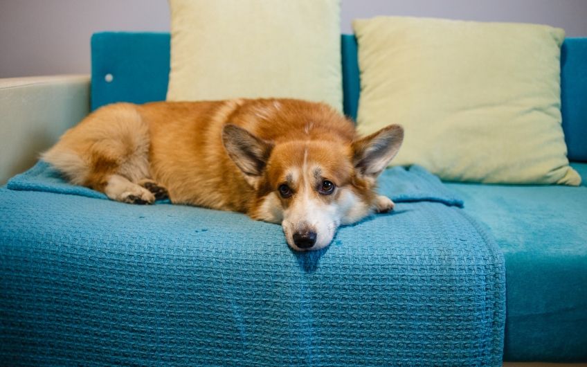 u0412 u041fu0435u0442u0435u0440u0431u0443u0440u0433u0435 u0440u0430u0431u043eu0442u0430u0435u0442 u0441u0435u0440u0432u0438u0441 u00abu0413u0443u043bu044cu0434u043eu0433u00bb