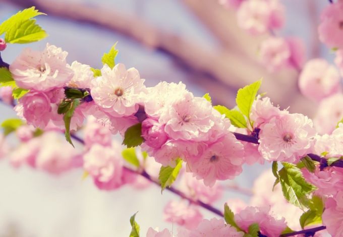 u041fu0440u0430u0437u0434u043du0438u043a u0446u0432u0435u0442u0435u043du0438u044f u044fu043fu043eu043du0441u043au043eu0439 u0432u0438u0448u043du0438 u00abu0421u0430u043au0443u0440u0430 u043cu0430u0446u0443u0440u0438u00bb