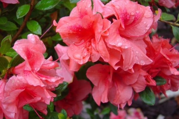 u0424u0435u0441u0442u0438u0432u0430u043bu044c u00abu041eu0442u0442u0435u043fu0435u043bu044c u0447u0443u0432u0441u0442u0432u00bb u0432 u0411u043eu0442u0430u043du0438u0447u0435u0441u043au043eu043c u0441u0430u0434u0443