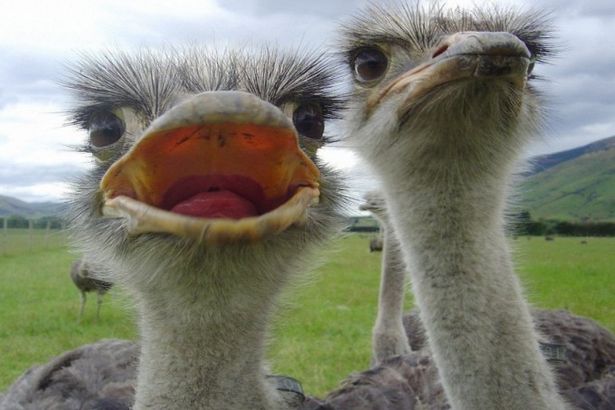 Сотрудники одного из зоопарков Ленобласти смогли научить африканских страусов встречать и сопровождать гостей по всей территории контактного зоопарка. Теперь гигантские птицы Чунга и Чанга работают экскурсоводами на ферме.