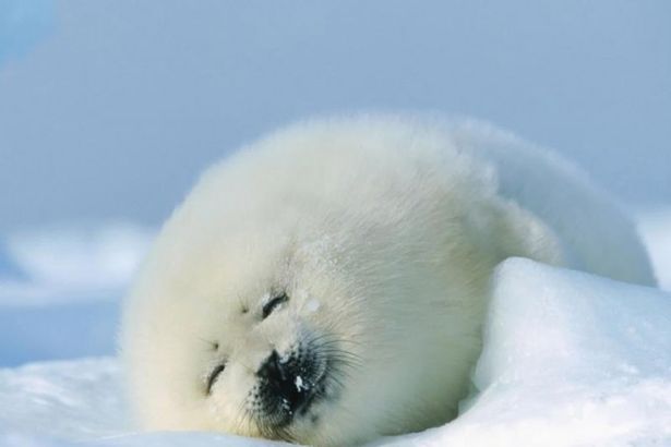 u0424u043eu043du0434 u0434u0440u0443u0437u0435u0439 u0431u0430u043bu0442u0438u0439u0441u043au043eu0439t u043du0435u0440u043fu044b u0441u043eu0431u0438u0440u0430u0435u0442 u0441u0440u0435u0434u0441u0442u0432u0430 u043du0430 u0441u043fu0430u0441u0435u043du0438u0435 u0436u0438u0432u043eu0442u043du044bu0445