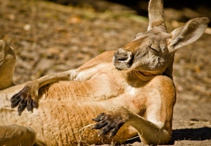 u041au0430u043bu0438u043du0438u043du0433u0440u0430u0434u0441u043au043eu0439 u043au0435u043du0433u0443u0440u0443 u043eu0442u043fu0440u0430u0432u0438u043bu0441u044f u0432 u041bu0443u0433u0443