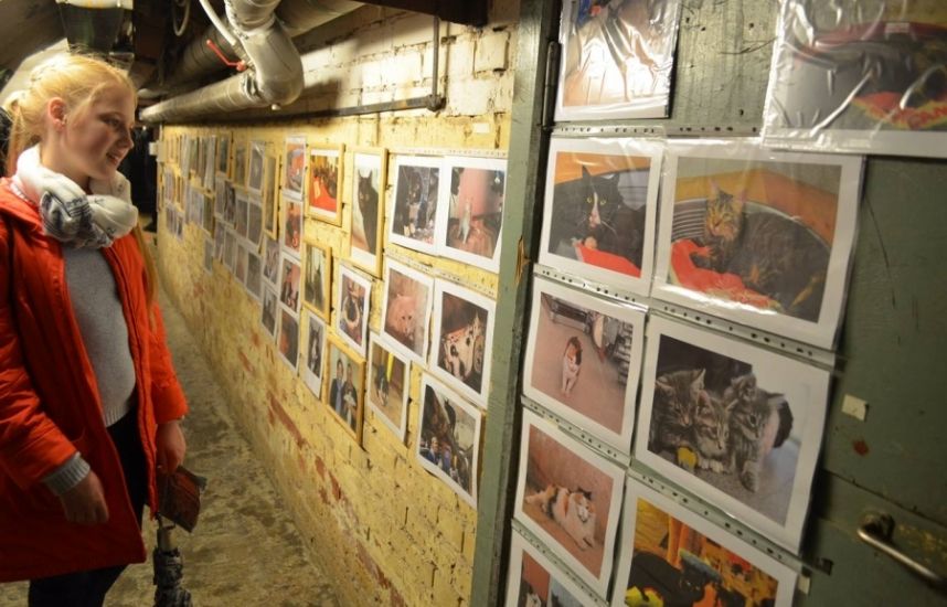 skolko koshek v ermitazhe 7189b