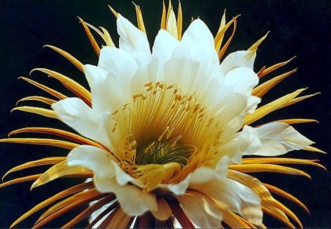 u0412 u0411u043eu0442u0430u043du0438u0447u0435u0441u043au043eu043c u0441u0430u0434u0443 u0432u043du043eu0432u044c u0436u0434u0443u0442 u0446u0432u0435u0442u0435u043du0438u044f u0426u0430u0440u0438u0446u044b u043du043eu0447u0438