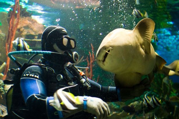 u041du0430 u0448u043eu0443 u0441 u0430u043au0443u043bu0430u043cu0438 u043cu043eu0436u043du043e u043fu043eu043fu0430u0441u0442u044c u0431u0435u0441u043fu043bu0430u0442u043du043e