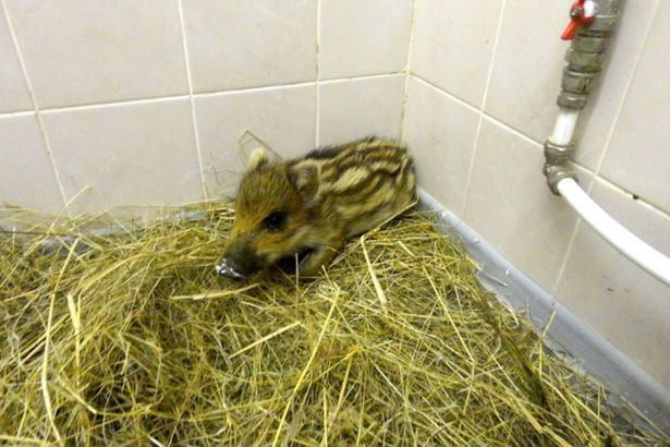 u041fu043eu0434 u041fu0435u0442u0435u0440u0431u0443u0440u0433u043eu043c u0441u043fu0430u0441u043bu0438 u043cu0430u043bu0435u043du044cu043au043eu0433u043e u043au0430u0431u0430u043du0447u0438u043au0430 u0438 u043fu043eu043au0443u0441u0430u043du043du043eu0433u043e u0435u0436u0438u043au0430