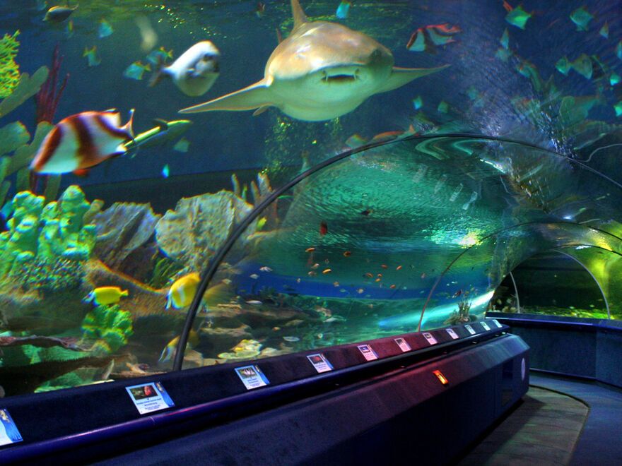 Куда сходить с детьми в Петербурге — Океанариум в СПб