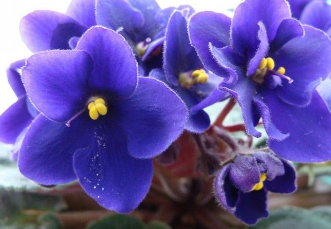 18 u0430u0432u0433u0443u0441u0442u0430 u0440u0430u0441u0446u0432u0435u0442u0451u0442 u00abu041bu0435u0442u043du0438u0439 u0431u0443u043au0435u0442u00bb