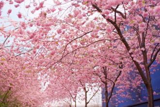 u0413u0434u0435 u0432 u041fu0435u0442u0435u0440u0431u0443u0440u0433u0435 u0440u0430u0441u0442u0435u0442 u0441u0430u043au0443u0440u0430