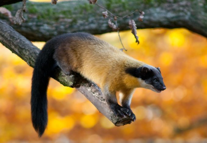 u0412 u041bu0435u043du0438u0433u0440u0430u0434u0441u043au0438u0439 u0437u043eu043eu043fu0430u0440u043a u0437u0430u0432u0435u0437u043bu0438 u043cu0430u043du0443u043bu0430 u0438 u0445u0430u0440u0437u0443