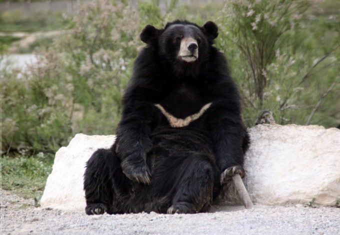 u0413u0438u043cu0430u043bu0430u0439u0441u043au043eu0433u043e u043cu0435u0434u0432u0435u0434u044f u043fu043eu0439u043cu0430u043bu0438 u0432 u041bu0435u043du043eu0431u043bu0430u0441u0442u0438