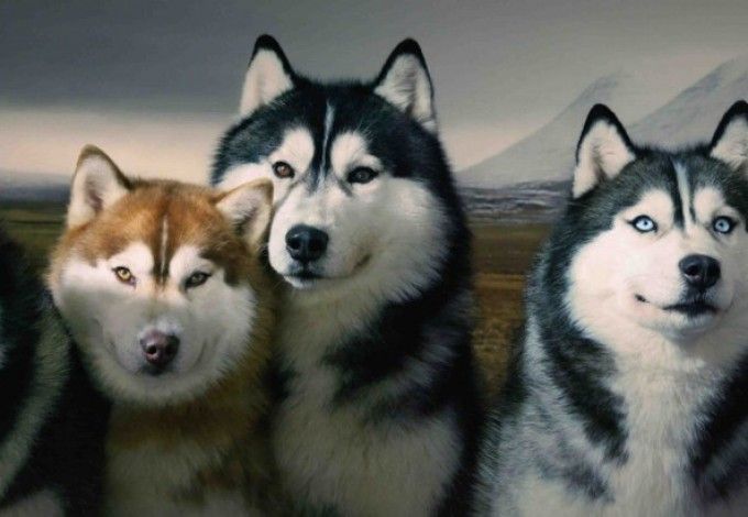 u041du043eu0447u043du044bu0435 u0433u043eu043du043au0438 u0435u0437u0434u043eu0432u044bu0445 u0441u043eu0431u0430u043a u043fu0440u043eu0439u0434u0443u0442 u0432 u041au0443u0437u044cu043cu043eu043bu043eu0432u0441u043au043eu043c