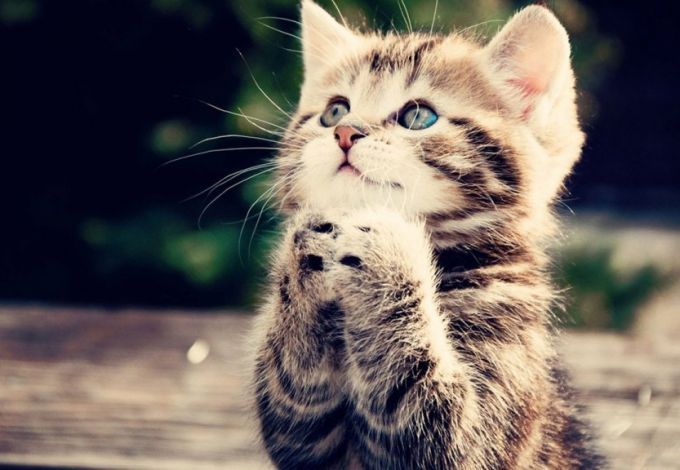 10 u043fu0440u043eu0441u0442u044bu0445 u0441u043fu043eu0441u043eu0431u043eu0432 u0441u0434u0435u043bu0430u0442u044c u0414u043eu0431u0440u043e u0432 u041fu0435u0442u0435u0440u0431u0443u0440u0433u0435