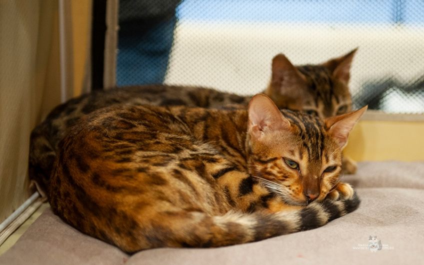 u0412u044bu0441u0442u0430u0432u043au0430-u043fu0440u043eu0434u0430u0436u0430 u0434u043eu043cu0430u0448u043du0438u0445 u043fu0438u0442u043eu043cu0446u0435u0432u00a0u00abu041au041eu0422u041eu0412u0410u0421u0418u042fu00bb