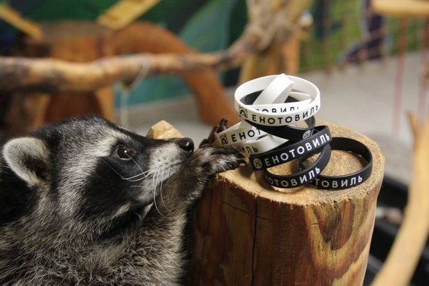 u0432u044bu0441u0442u0430u0432u043au0430 u0434u043bu044f u0435u043du043eu0442u043eu0432 u0432 u00abu0415u043du043eu0442u043eu0432u0438u043bu0435u00bb