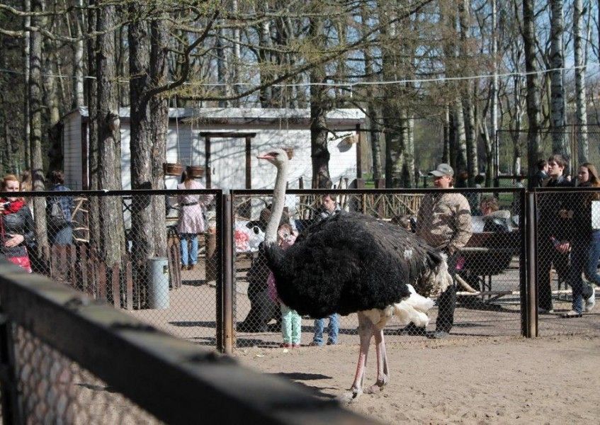 zoo cheburashka 4 f38fb