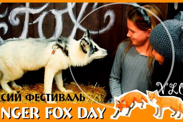 Погладить самых настоящих лисиц, познакомиться с множеством ярких людей, увидеть концертную шоу программу, узнать, как содержать рыжих забияк дома и просто зарядиться волной позитива, можно 6 марта в лисий день.