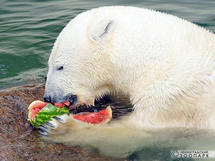 В Ленинградском зоопарке проходят показательные кормления самых разных животных — от обезьян до тигров, от дикообразов до белых медведей, от ленивцев и росомах до крупных кошек. Публикуем полное расписание:&nbsp;