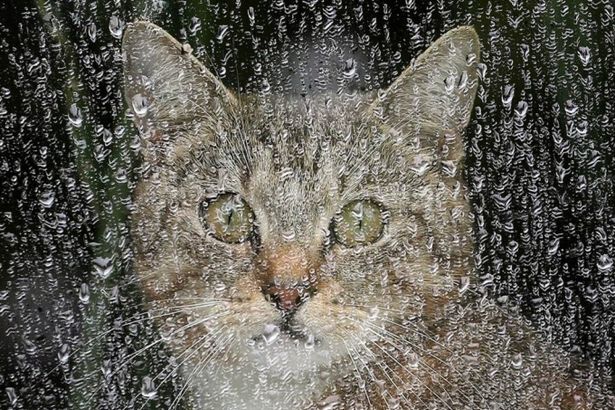 u041fu0435u0442u0435u0440u0431u0443u0440u0433 u043eu0436u0438u0434u0430u0435u0442 u043fu043eu0445u043eu043bu043eu0434u0430u043du0438u0435