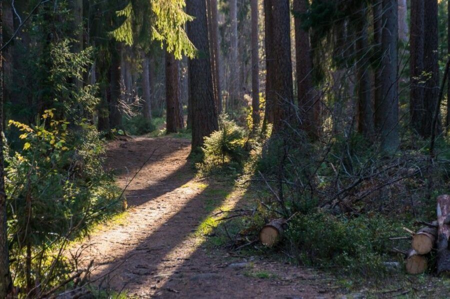 Линдуловская роща