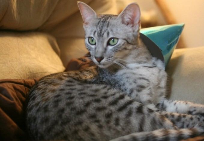 кошка