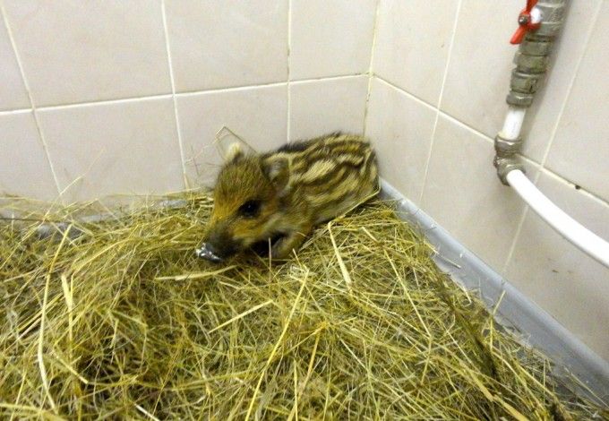 u041fu043eu0434 u041fu0435u0442u0435u0440u0431u0443u0440u0433u043eu043c u0441u043fu0430u0441u043bu0438 u043cu0430u043bu0435u043du044cu043au043eu0433u043e u043au0430u0431u0430u043du0447u0438u043au0430 u0438 u043fu043eu043au0443u0441u0430u043du043du043eu0433u043e u0435u0436u0438u043au0430