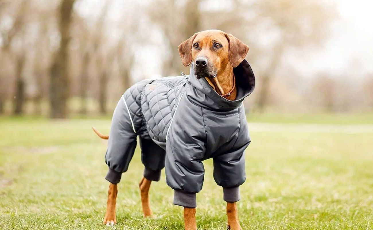 От авторских комбинезонов с домашней примеркой до вязаных свитеров ручной работы — 7 петербургских магазинов одежды для собак, где вашего питомца оденут строго по меркам и по погоде.