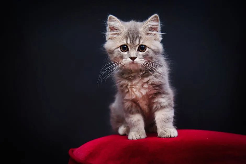 Сеть ветеринарных клиник Котонай в Санкт-Петербурге круглосуточная помощь