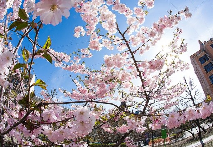 u0412 u041fu0435u0442u0435u0440u0431u0443u0440u0433u0435 u0432 u043fu0440u0430u0437u0434u043du0438u0447u043du044bu0435 u0434u043du0438 u0437u0430u0446u0432u0435u043bu0430 u0441u0430u043au0443u0440u0430