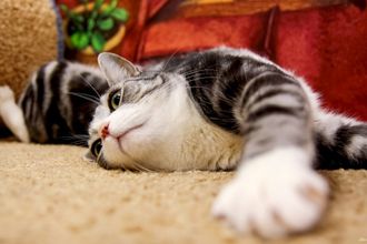 Для тех, кто устал от городской суеты, в Петербурге есть несколько оазисов, где можно не только подкрепиться, но и погладить очаровательных кошечек, услышать райское пение канарейки, познакомиться с дикой уткой и посмотреть на страусов и северных оленей.