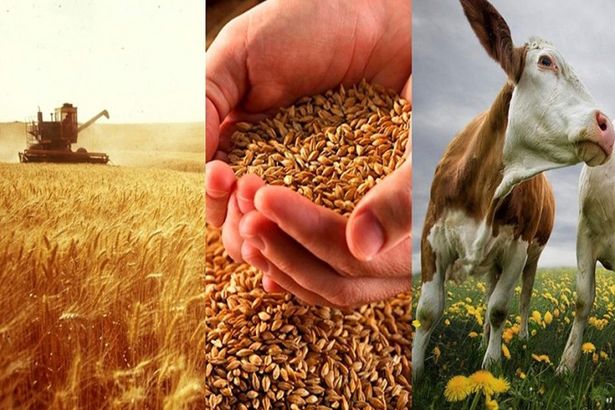 u0412 u041fu0435u0442u0435u0440u0431u0443u0440u0433u0435 u0432 u0438u044eu043bu0435 u043du0430u0447u0438u043du0430u0435u0442u0441u044f u0441u0435u043bu044cu0441u043au043eu0445u043eu0437u044fu0439u0441u0442u0432u0435u043du043du0430u044f u043fu0435u0440u0435u043fu0438u0441u044c