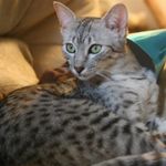 кошка