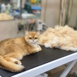 Собрали 10 лучших центров реабилитации и СПА для животных в Петербурге: от водных беговых дорожек до озоновых ванн. Актуальный гид по велнесу для питомцев на 2026 год с ценами и адресами.