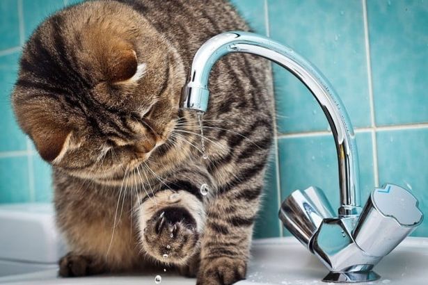 u041eu043fu0443u0431u043bu0438u043au043eu0432u0430u043d u0433u0440u0430u0444u0438u043a u043eu0442u043au043bu044eu0447u0435u043du0438u044f u0433u043eu0440u044fu0447u0435u0439 u0432u043eu0434u044b u0432 u041fu0435u0442u0435u0440u0431u0443u0440u0433u0435