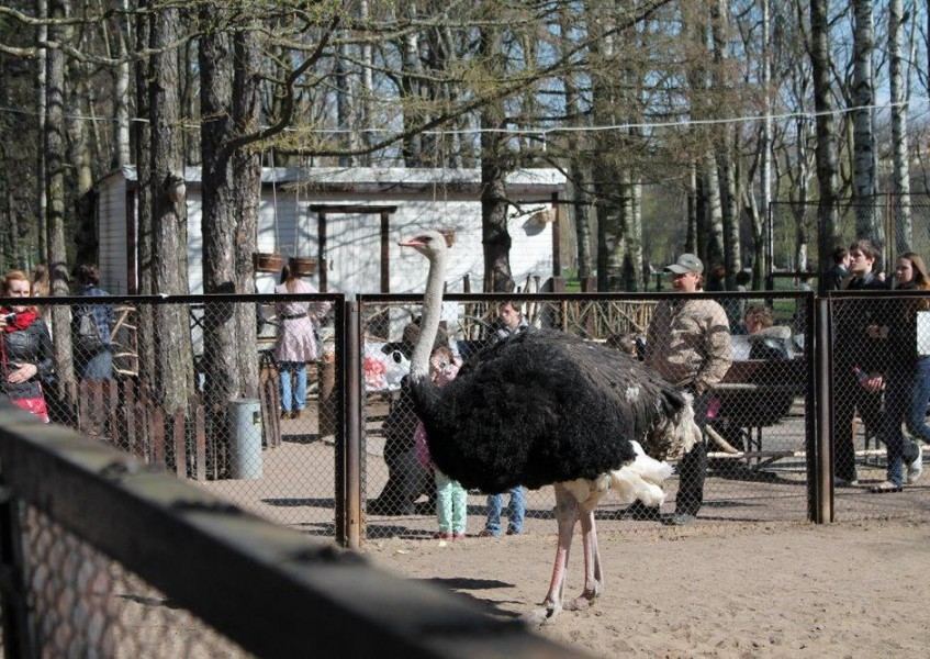 zoo cheburashka 4 f38fb