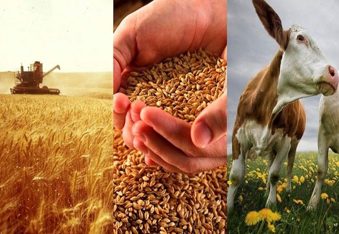 u0412 u041fu0435u0442u0435u0440u0431u0443u0440u0433u0435 u0432 u0438u044eu043bu0435 u043du0430u0447u0438u043du0430u0435u0442u0441u044f u0441u0435u043bu044cu0441u043au043eu0445u043eu0437u044fu0439u0441u0442u0432u0435u043du043du0430u044f u043fu0435u0440u0435u043fu0438u0441u044c