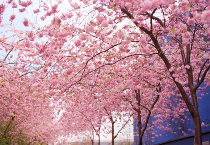 u0413u0434u0435 u0432 u041fu0435u0442u0435u0440u0431u0443u0440u0433u0435 u0440u0430u0441u0442u0435u0442 u0441u0430u043au0443u0440u0430