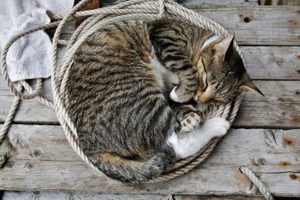 u0412u044bu0441u0442u0430u0432u043au0430-u0440u0430u0437u0434u0430u0447u0430 u043au043eu0448u0435u043a u00abu041au043eu0442u044b-u043cu043eu0440u0435u0445u043eu0434u044bu00bb