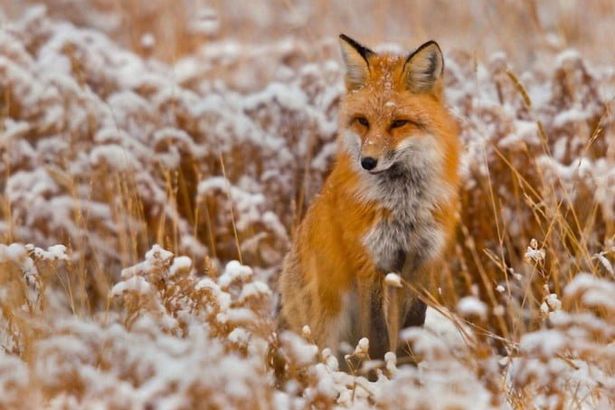 С 18 по 20 ноября в «Этажах» петербуржцы смогут встретиться и познакомиться с настоящими домашними лисицами. Гости не только посетят выставку лисиц, но и послушают интересные лекции и рассказы об прекрасных животных и получат заряд положительных.