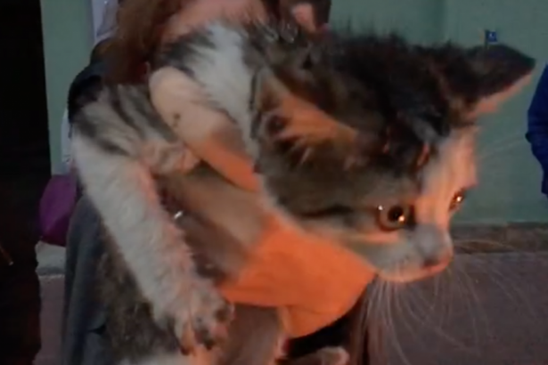 Мир не без добрых людей: целый час потребовался, чтобы достать испуганного малыша из-под капота иномарки. Котенок выскочил на проезжую часть, но водитель вовремя среагировал. Четвероногий малыш юркнул под капот, откуда не смог выбраться сам.