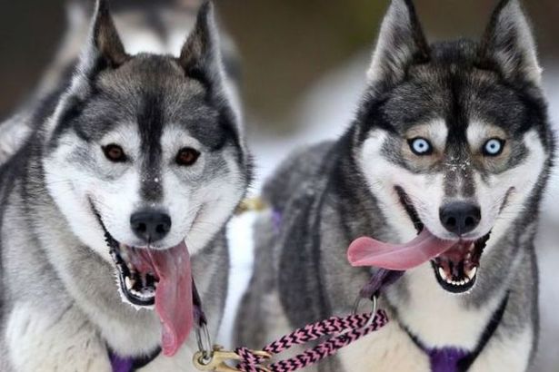 u00abu0413u043eu043du043au0430 u043du0430 u0441u043eu0431u0430u0447u044cu0438u0445 u0443u043fu0440u044fu0436u043au0430u0445 u0421u043du0435u0436u043du0430u044f u041cu0435u0442u0435u043bu044cu00bb