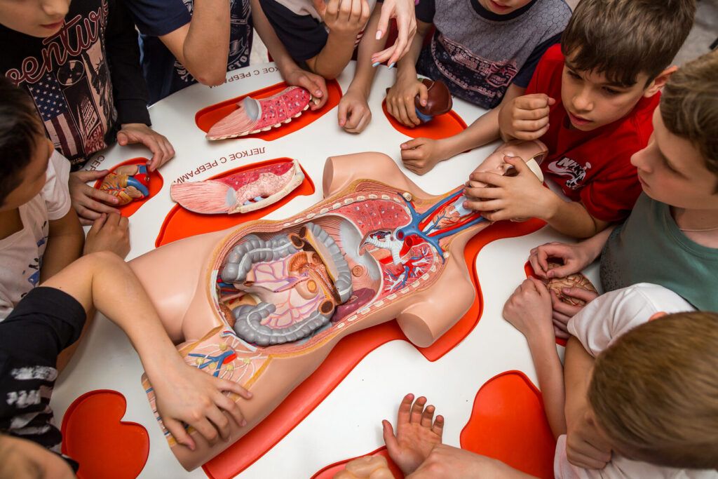 Интерактивный музей «Здоровикус»