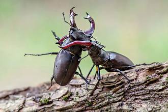 u0412 u0421u0430u043du043au0442-u041fu0435u0442u0435u0440u0431u0443u0440u0433u0435 u043fu043eu043au0430u0436u0443u0442 u00abu041fu0435u0440u0432u043eu0437u0434u0430u043du043du0443u044e u0420u043eu0441u0441u0438u044eu00bb