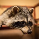 В Петербурге недалеко от Московского вокзала есть Дом енотов, где пушистые малыши с радостью играют с гостями. У каждого зверька свой характер, но все они любят людей и занимательно изучают, лазают по ним, трогают, создавая тем самым хорошее настроение и себе и окружающим.