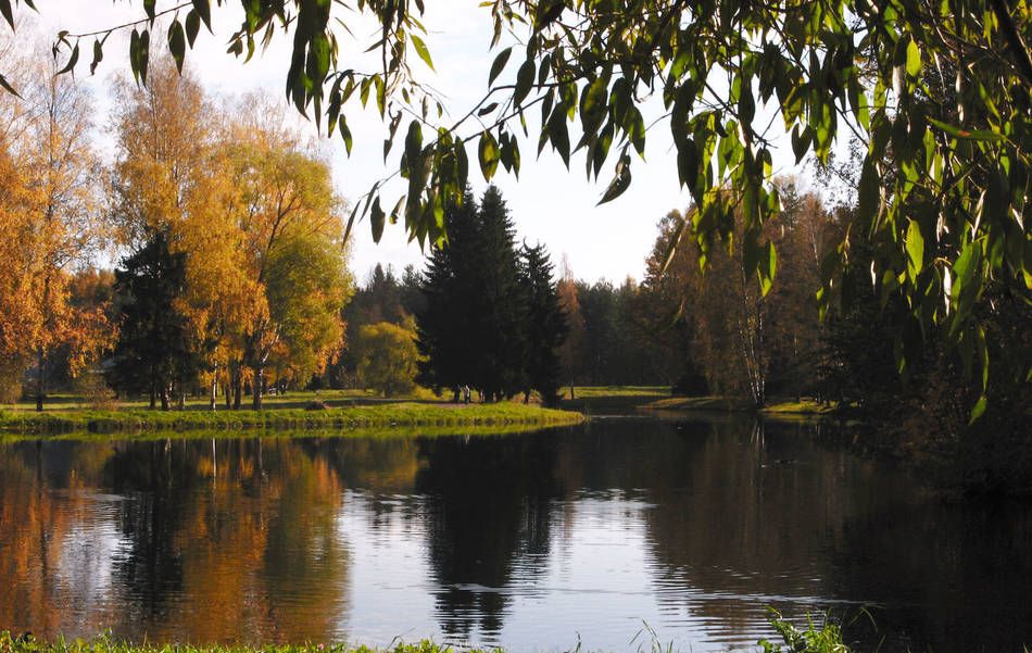 autumn and yellow birch and still river pavlovsk d90a5